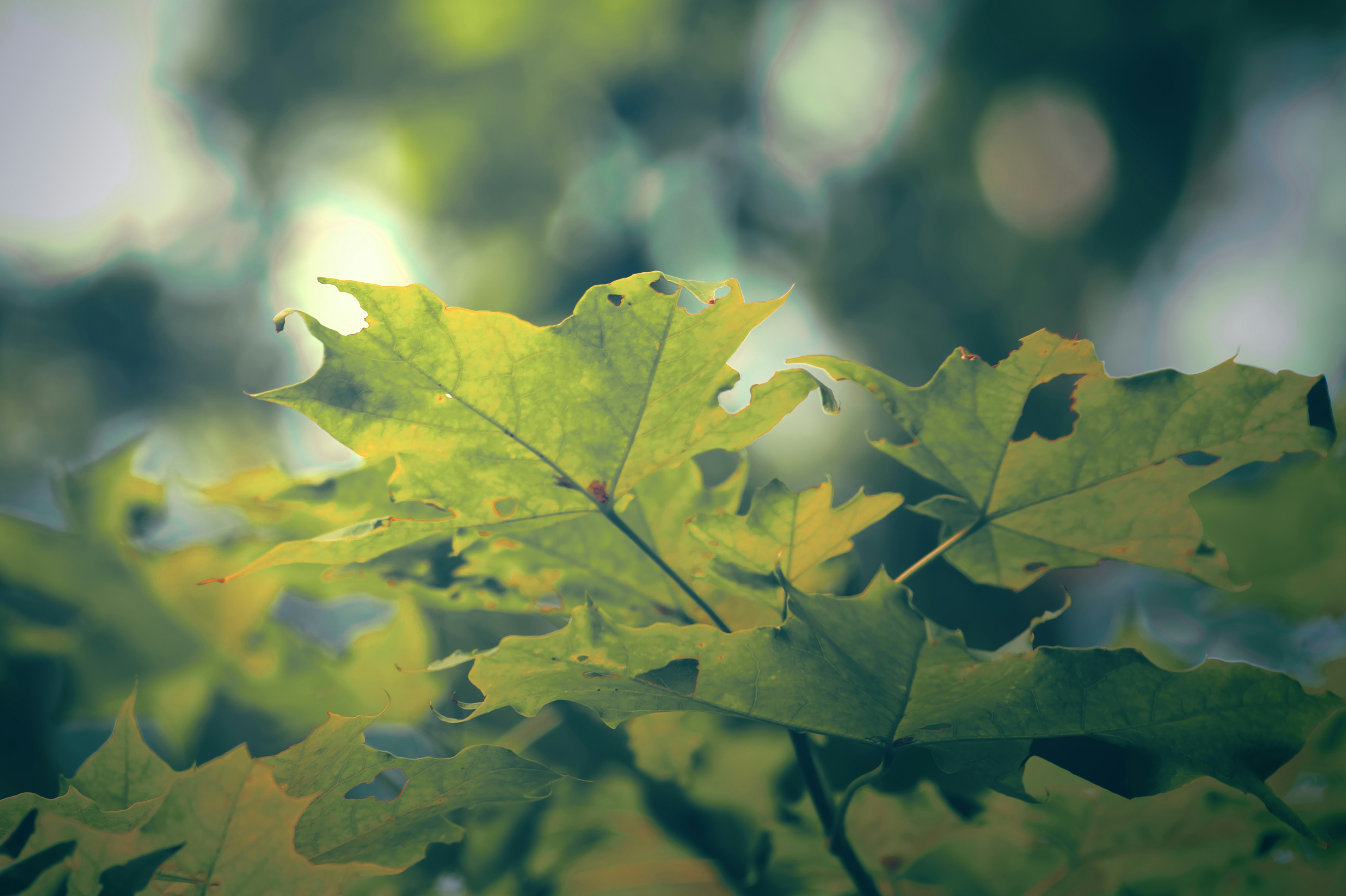 Photo by forsjonathan