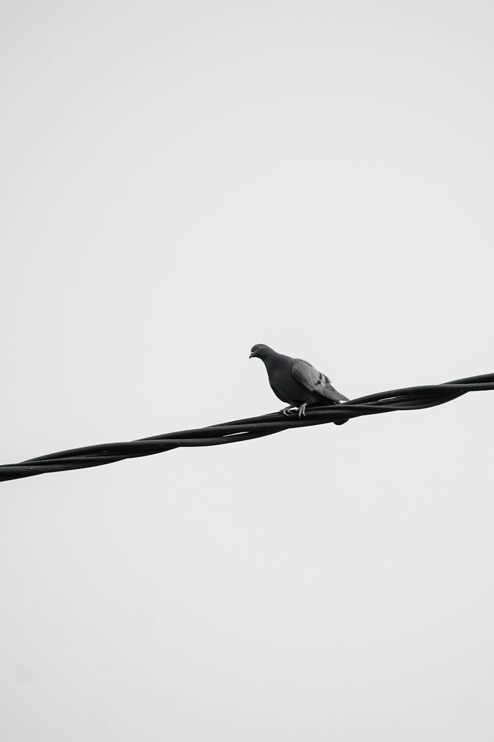 weißer und schwarzer Vogel auf schwarzem Draht