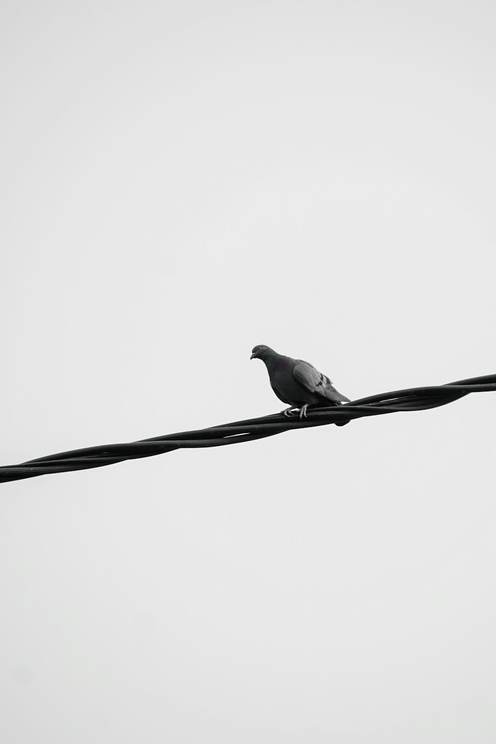 white and black bird on black wire
