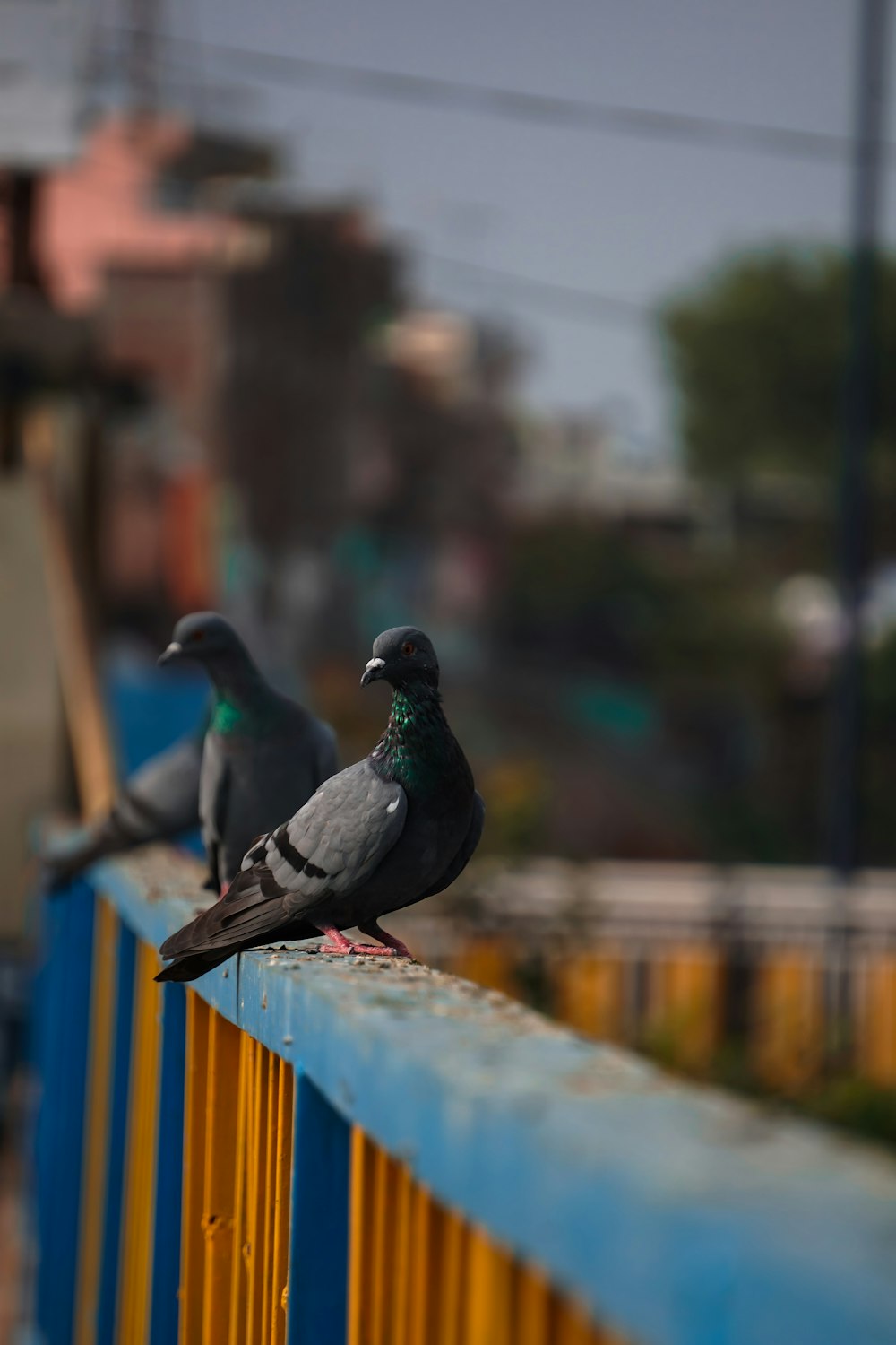 black and gray pigeon on blue metal fence during daytime