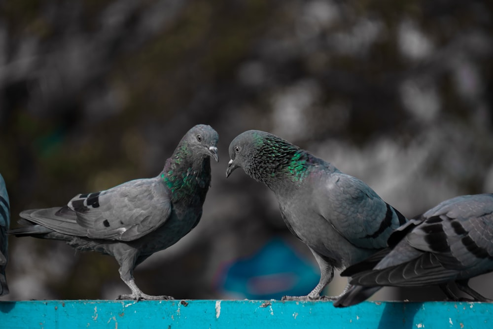 gray and green bird on blue metal fence