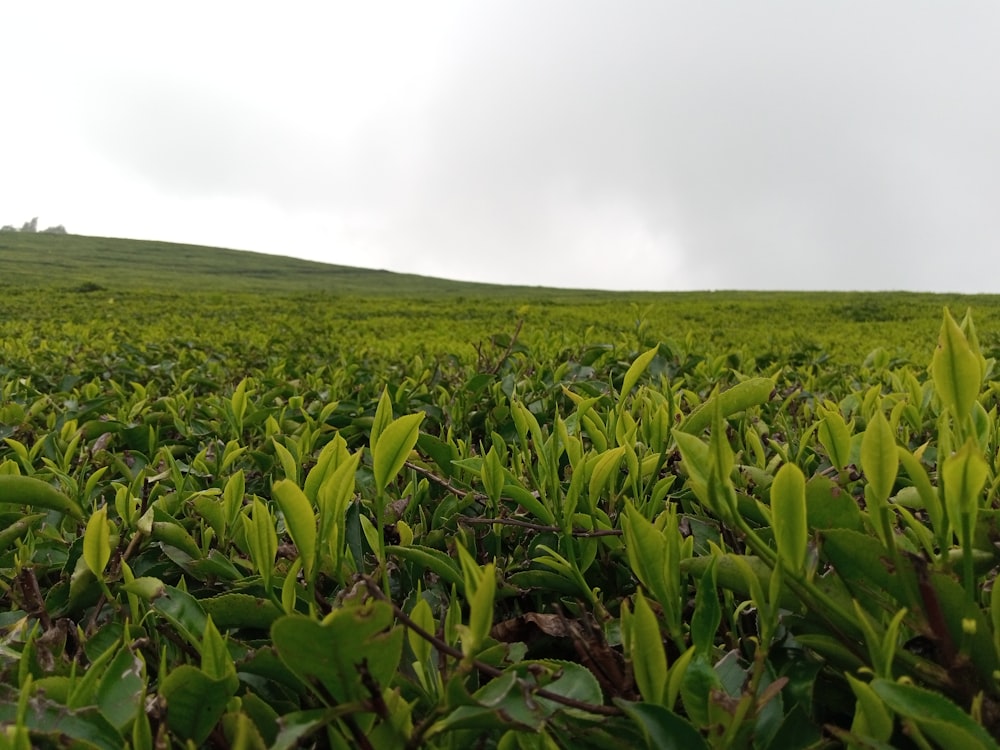 green corn field under white sky during daytime