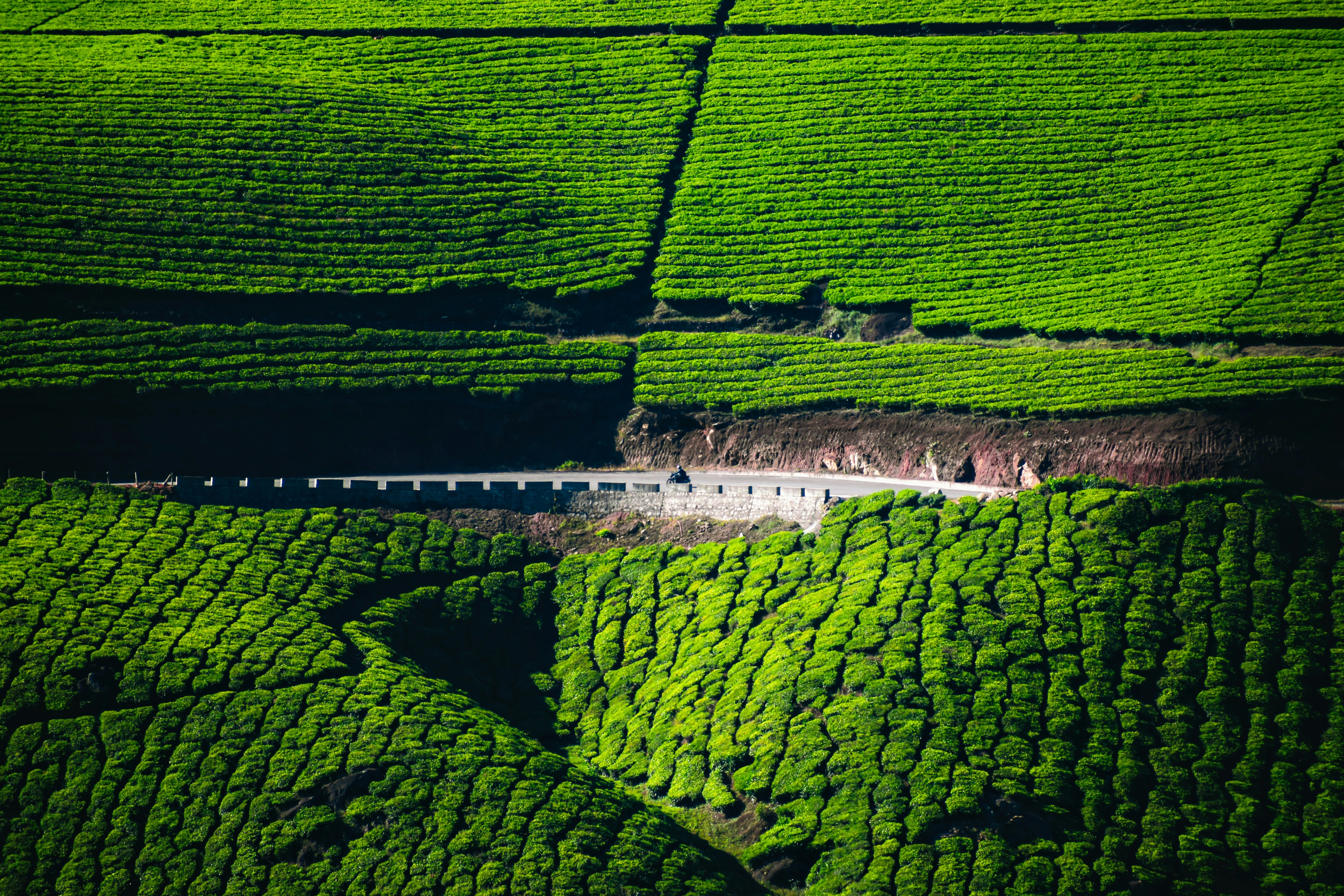 Green grass field near water body in rural India