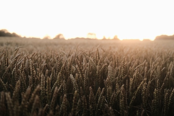 A sweeping view of sunlit wheat fields at dawn, with a traditional mill silhouette in the background.