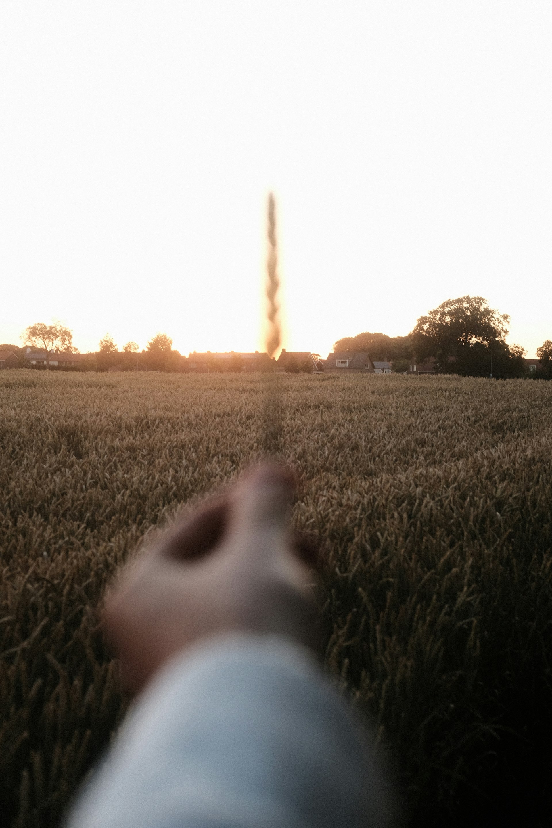 Golden wheat fields at sunset