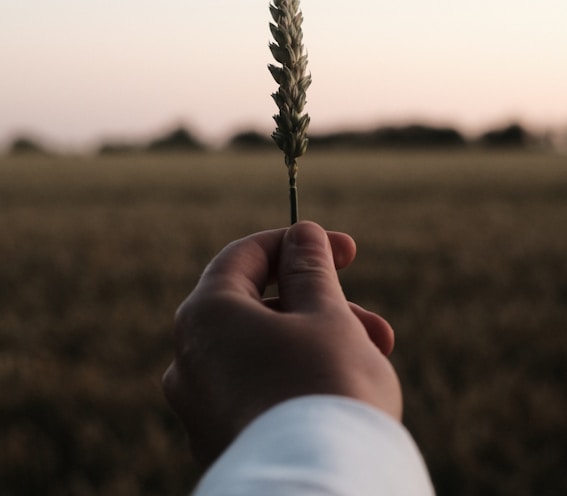 person holding brown and white plant during daytime