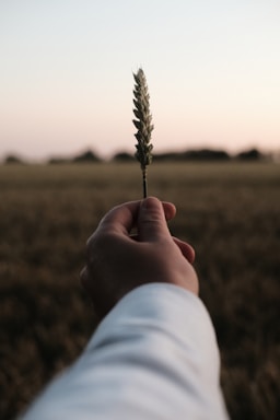 A friendly handshake between a farmer and a buyer in a grain field at sunset.