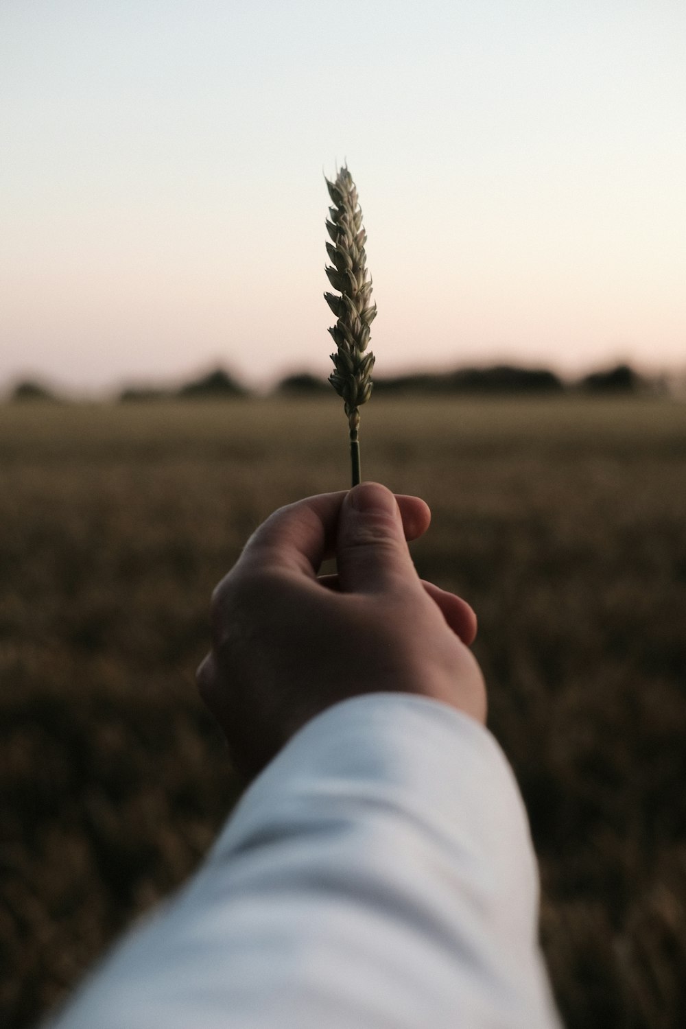 person holding brown and white plant during daytime