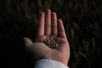 A close-up of hands gently holding a handful of diverse seeds against a backdrop of a sunlit farm field.