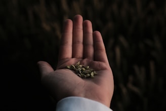 A close-up of vibrant hybrid seeds in a farmer's hand.