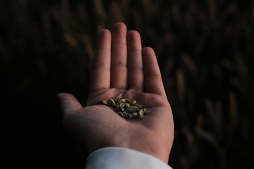 An open hand holding a small pile of seeds, with a dark background. The hand is illuminated, contrasting with the shadows.
