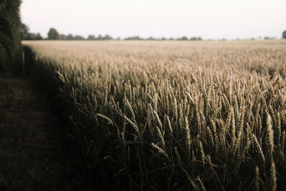 green grass field during daytime