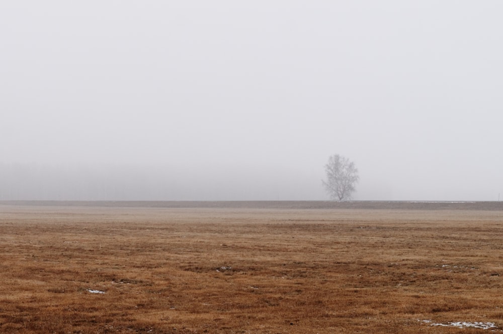 brown grass field with leafless tree