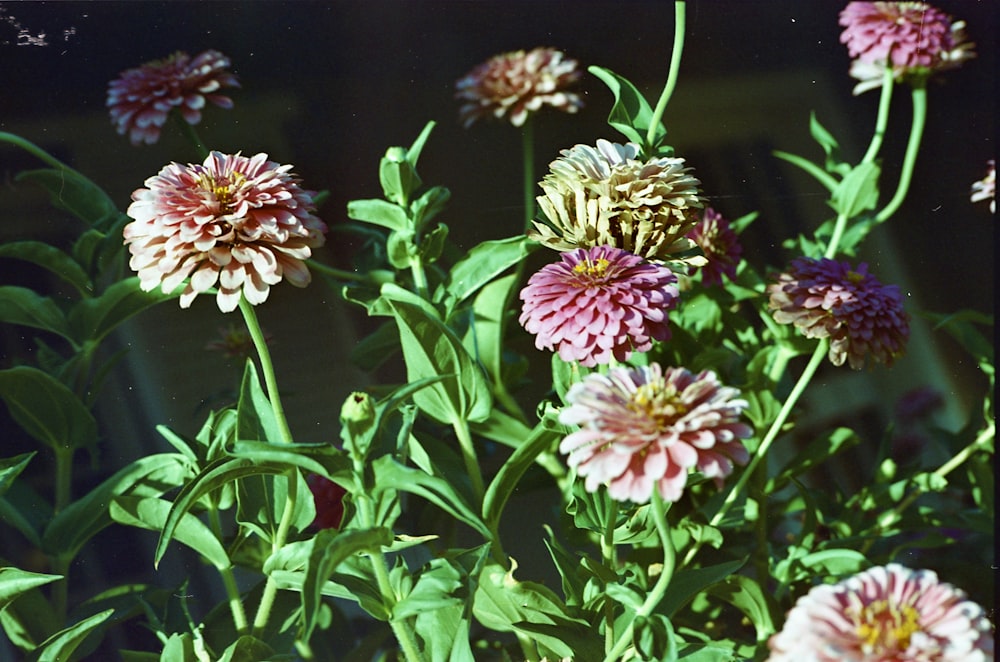 pink and white flowers in tilt shift lens