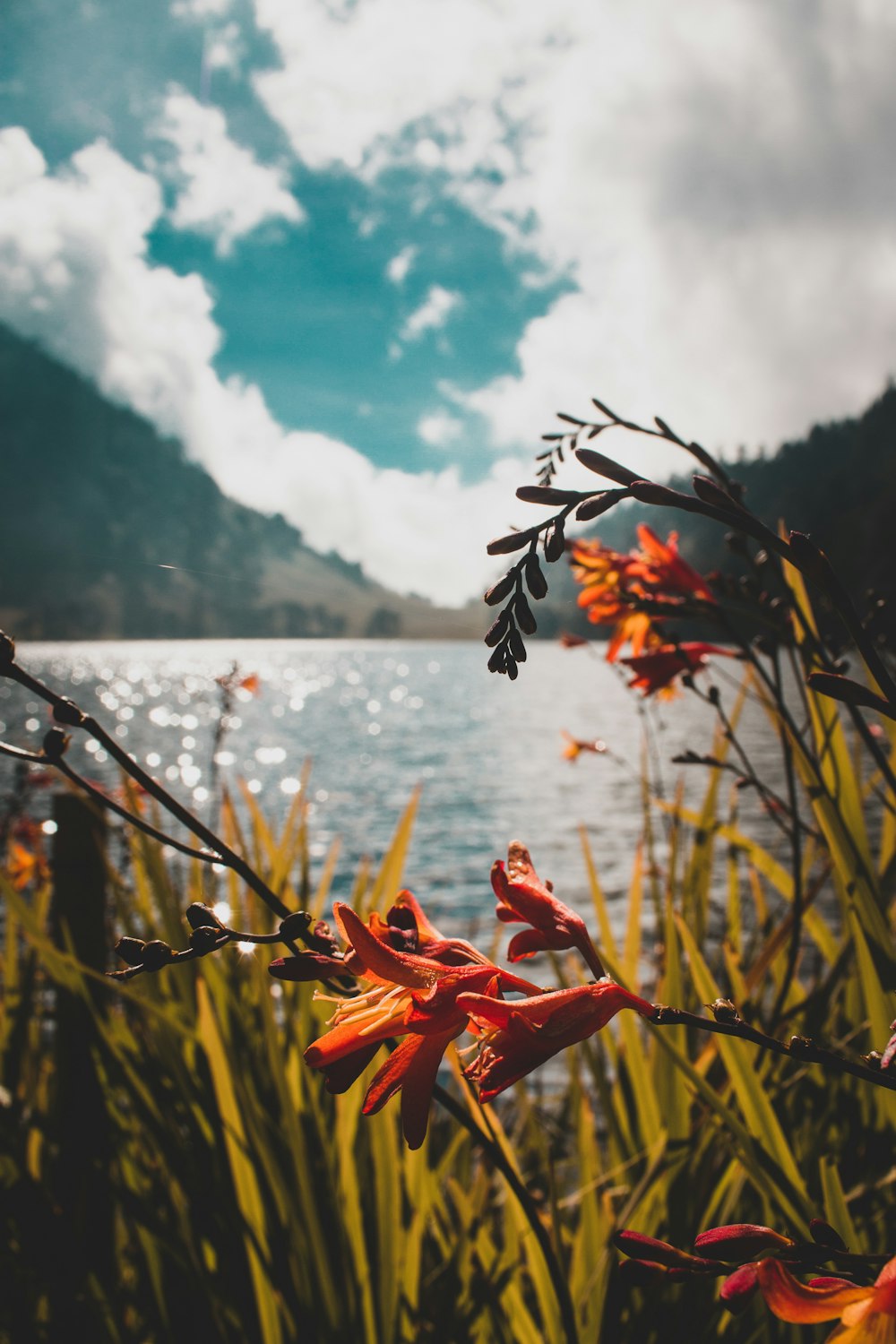 orange flower near body of water during daytime