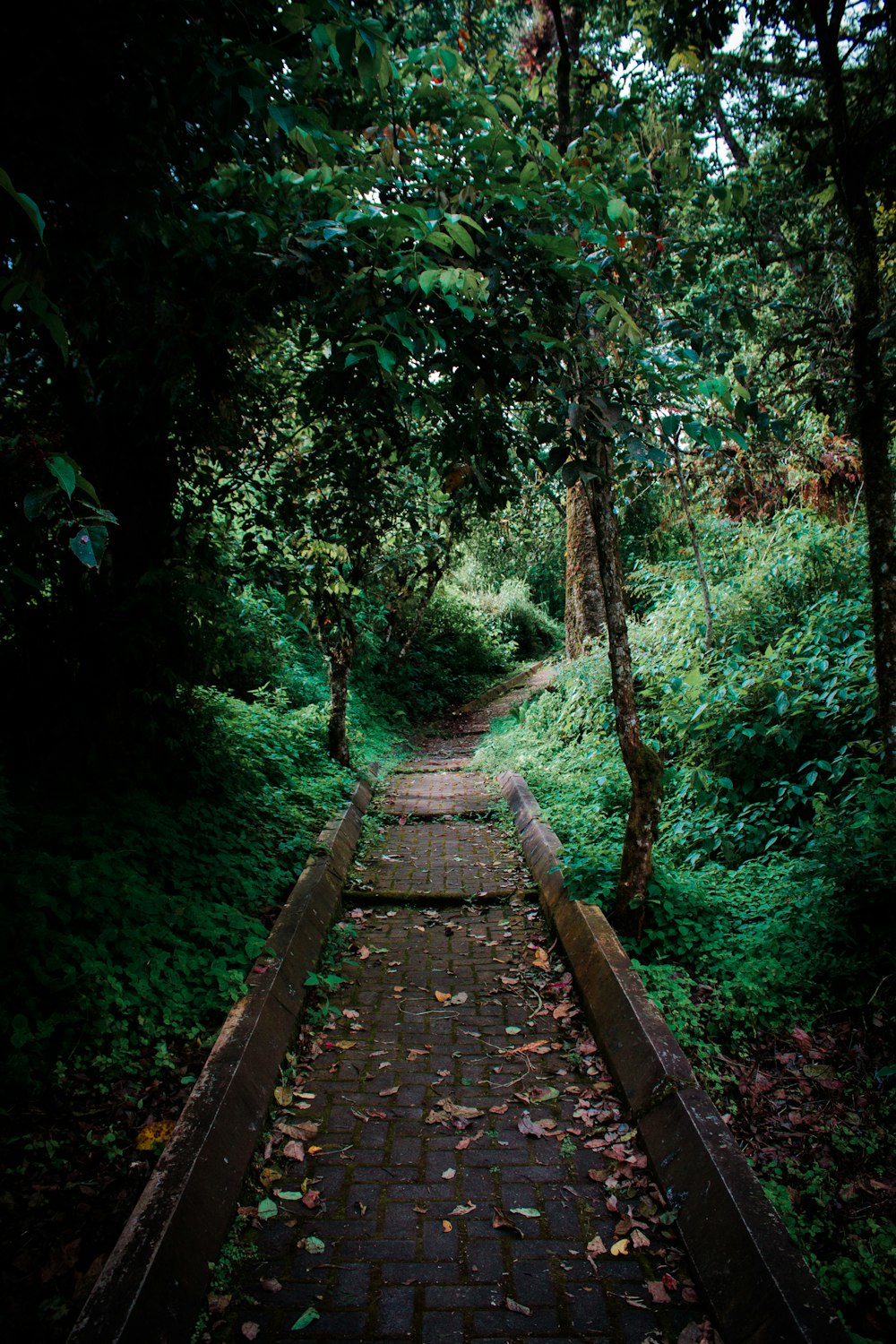 brown wooden pathway between green trees