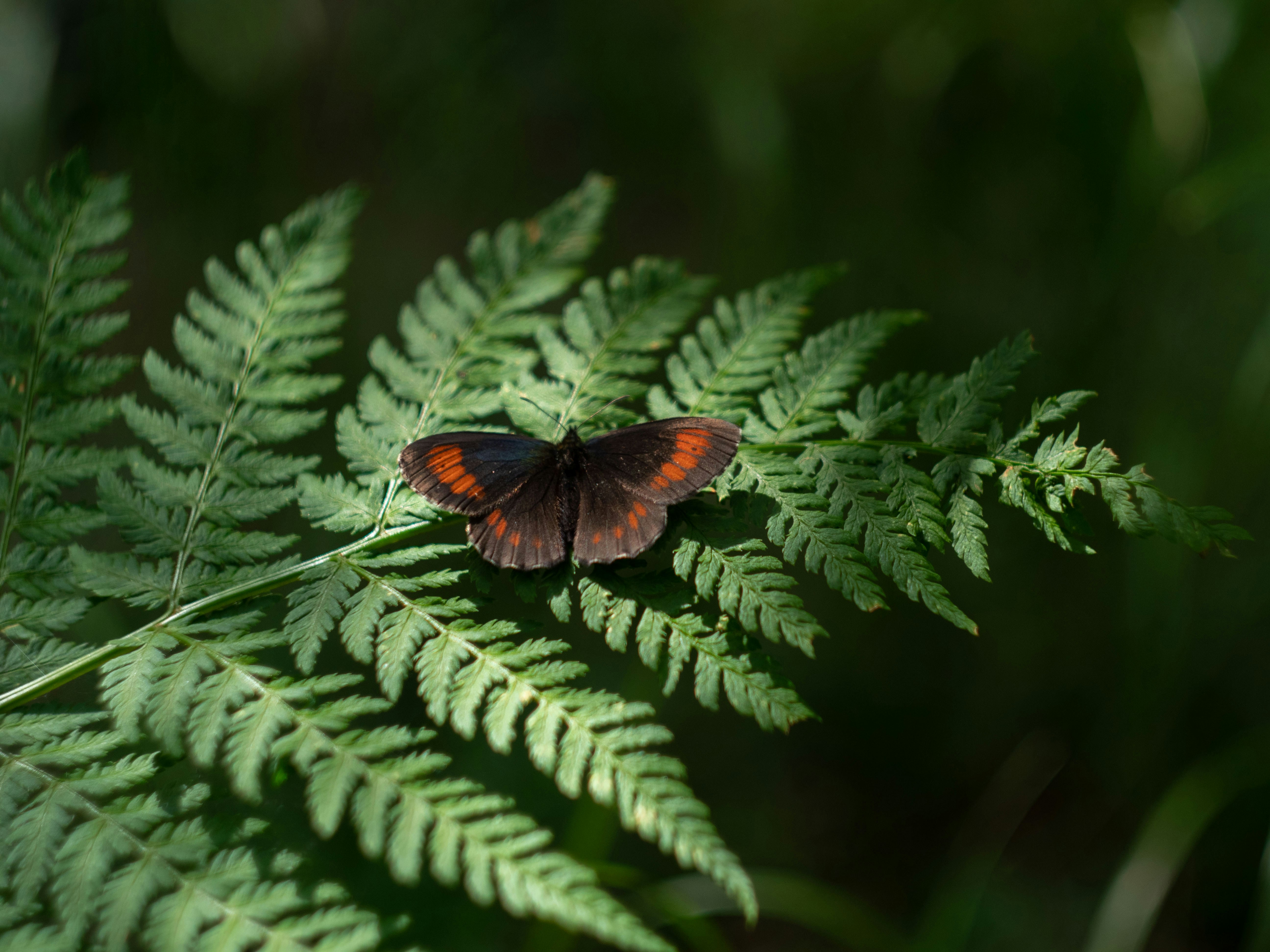 brown and blue butterfly on green leaf plant