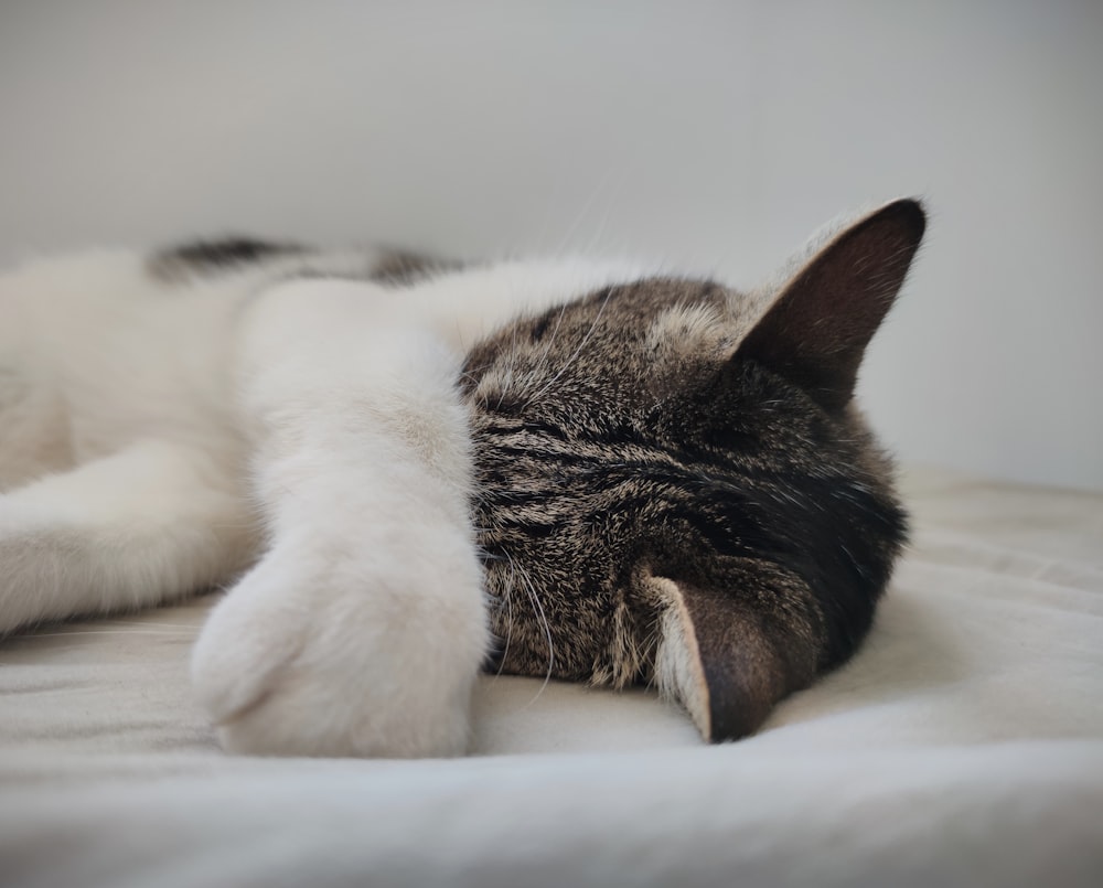 white and black cat lying on white textile