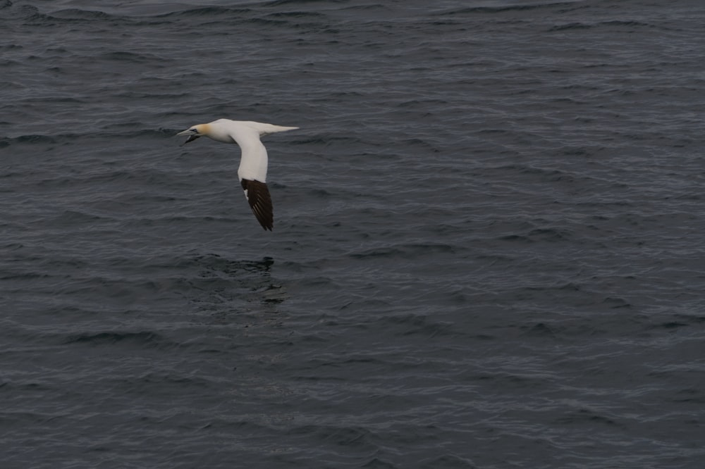 낮에 바다 위를 날아다니는 흰색과 검은색 새