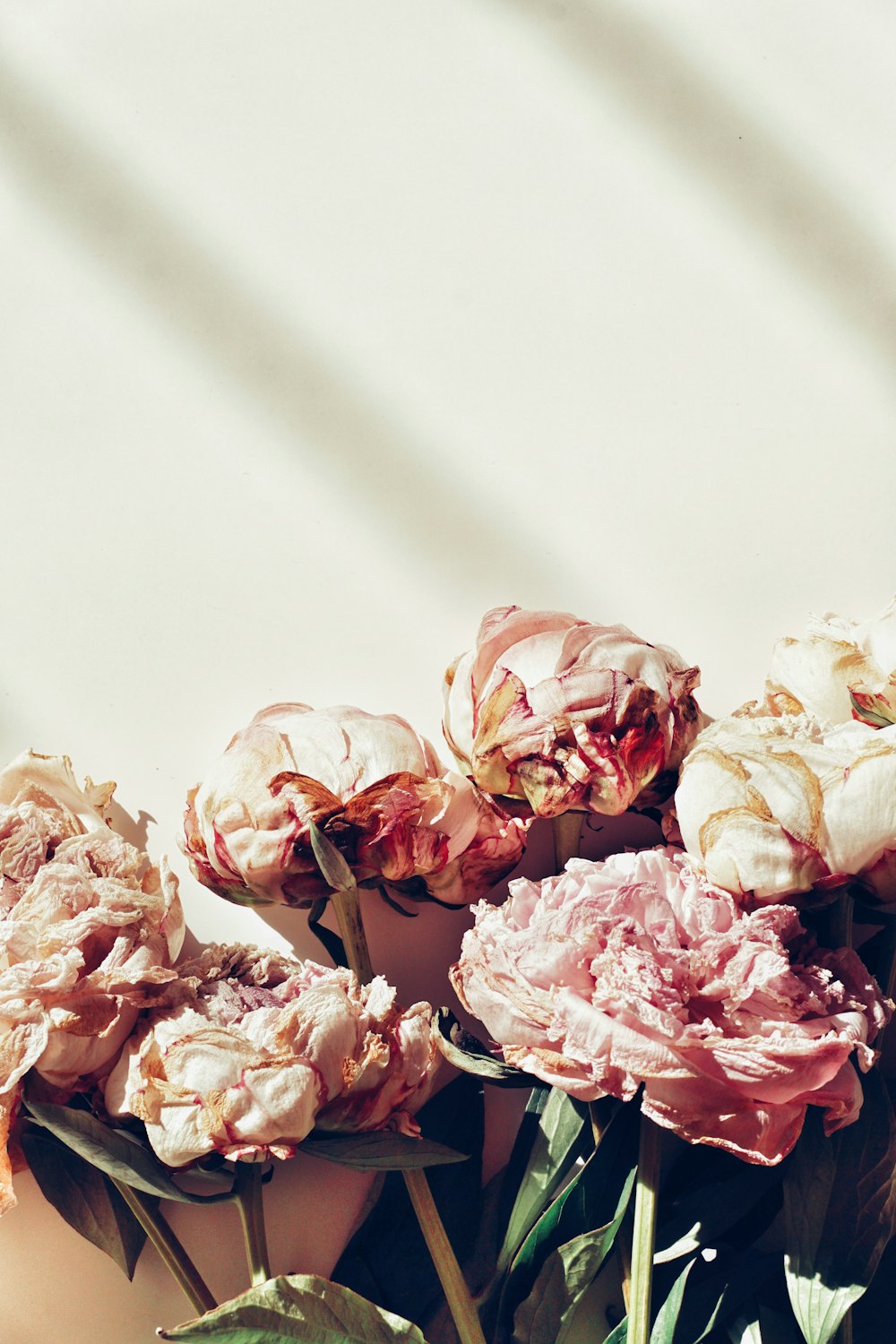 pink and white roses on white table