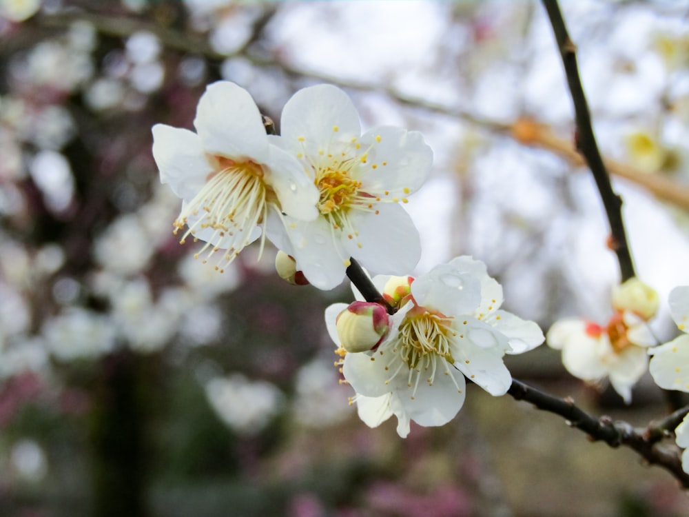 white cherry blossom in close up photography