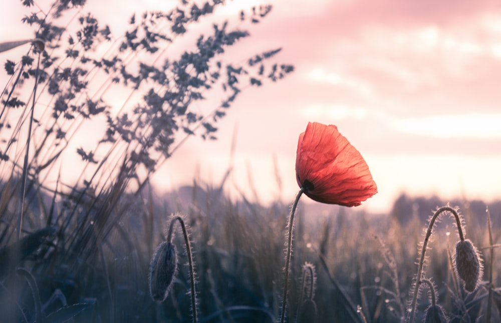 orange flower on green grass during sunset