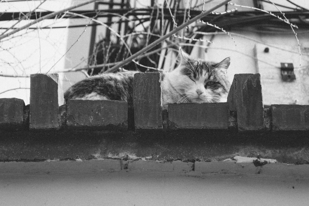 grayscale photo of cat on wall