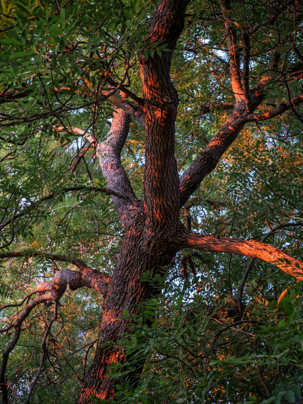 brown and green tree during daytime