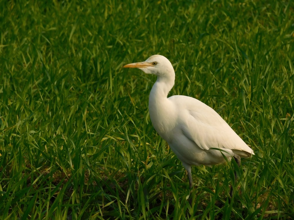 white bird on green grass during daytime