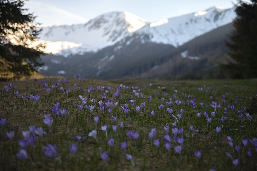 Campo de flores púrpuras cerca de la montaña cubierta de nieve durante el día