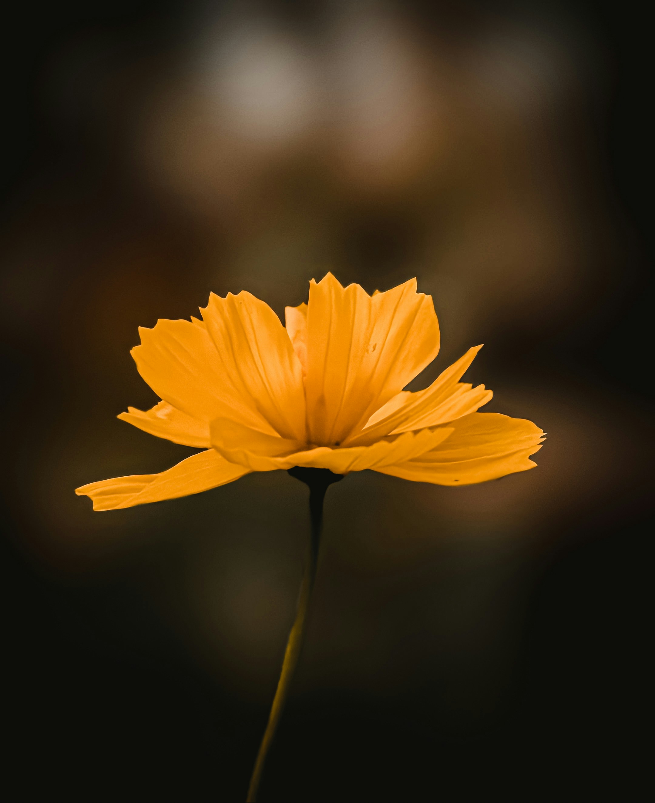 Best Photo editing background flower ideas and themes