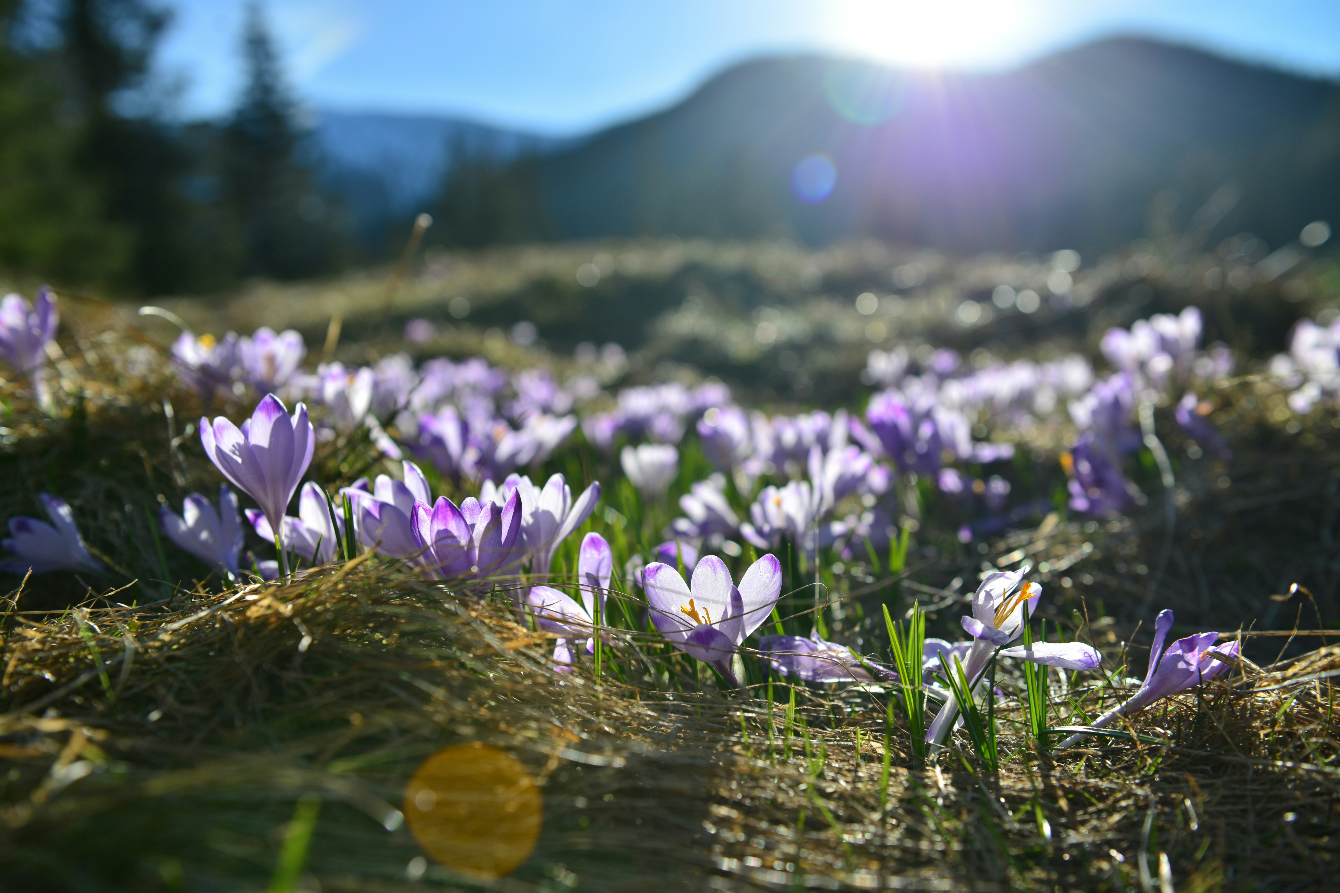 purple crocus flowers in bloom during daytime