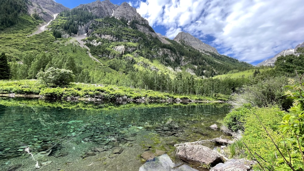 green trees near body of water during daytime