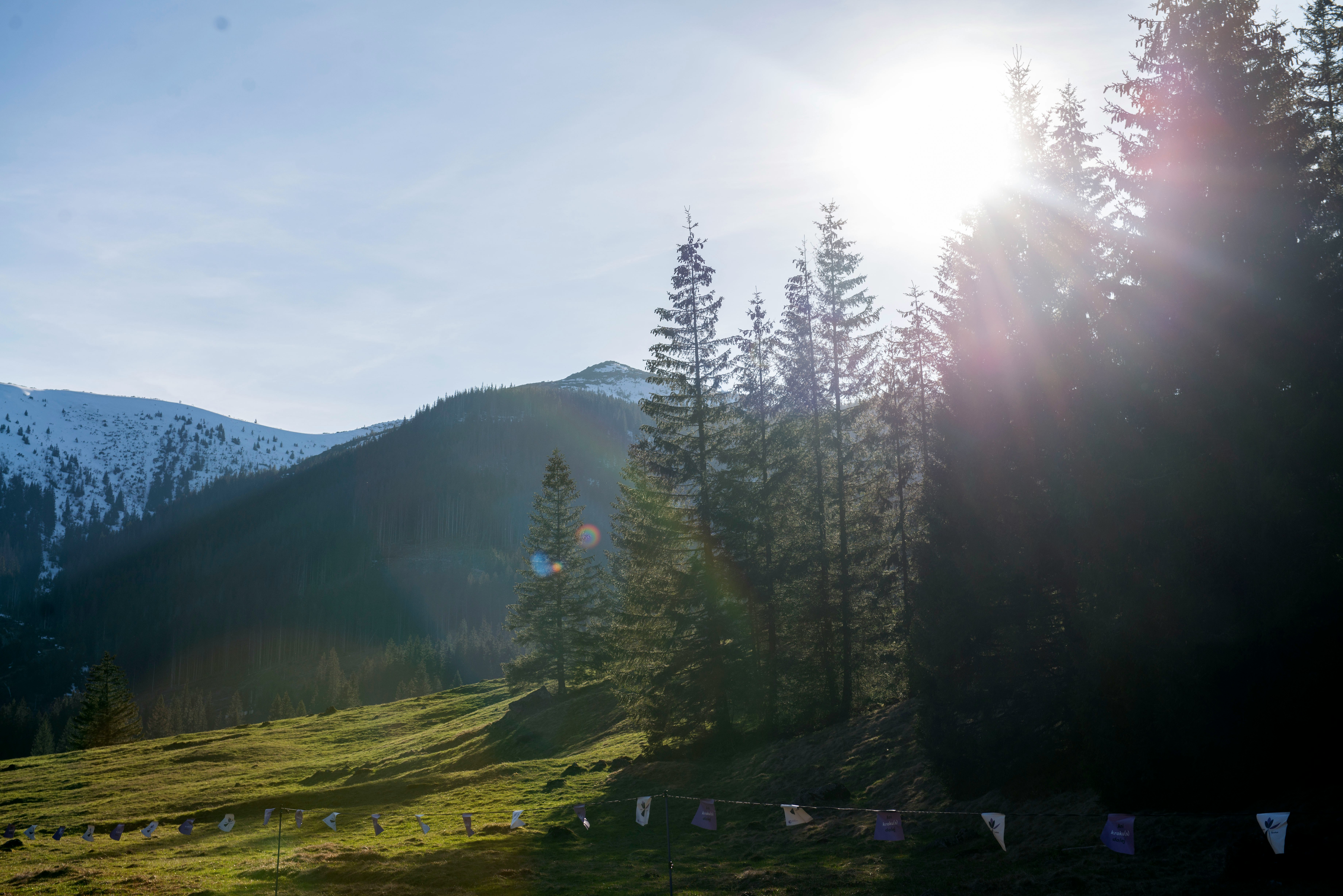 green pine trees on green grass field during daytime