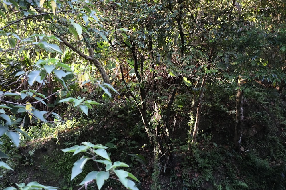 green and brown tree during daytime