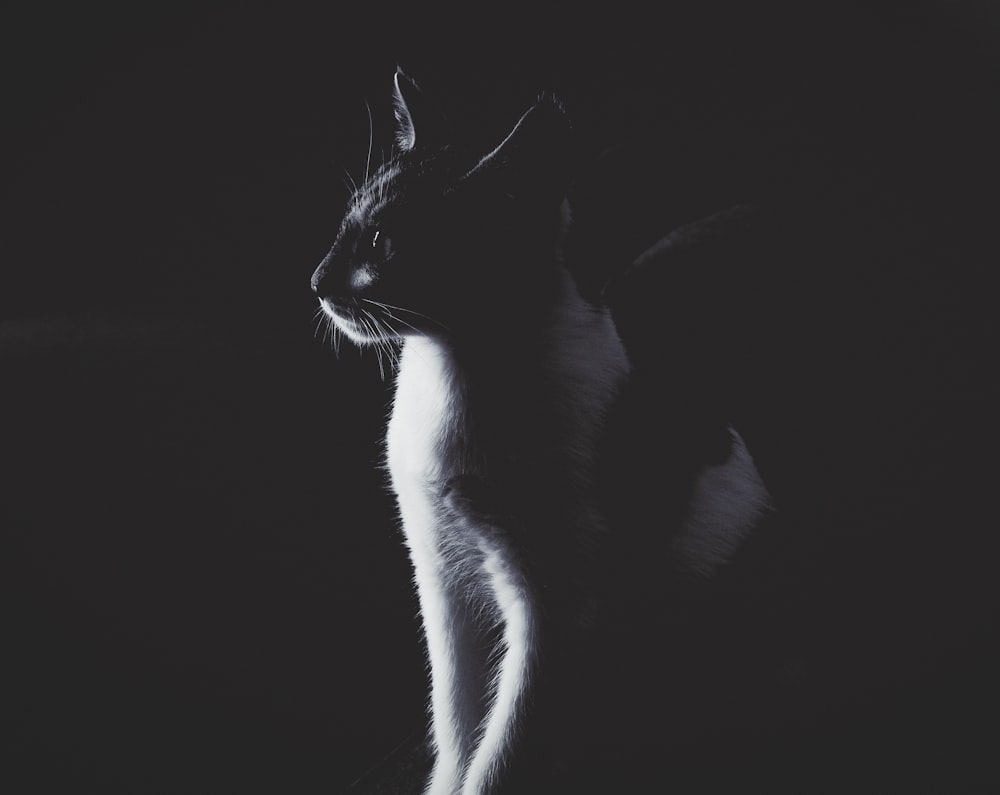 black and white cat with black background