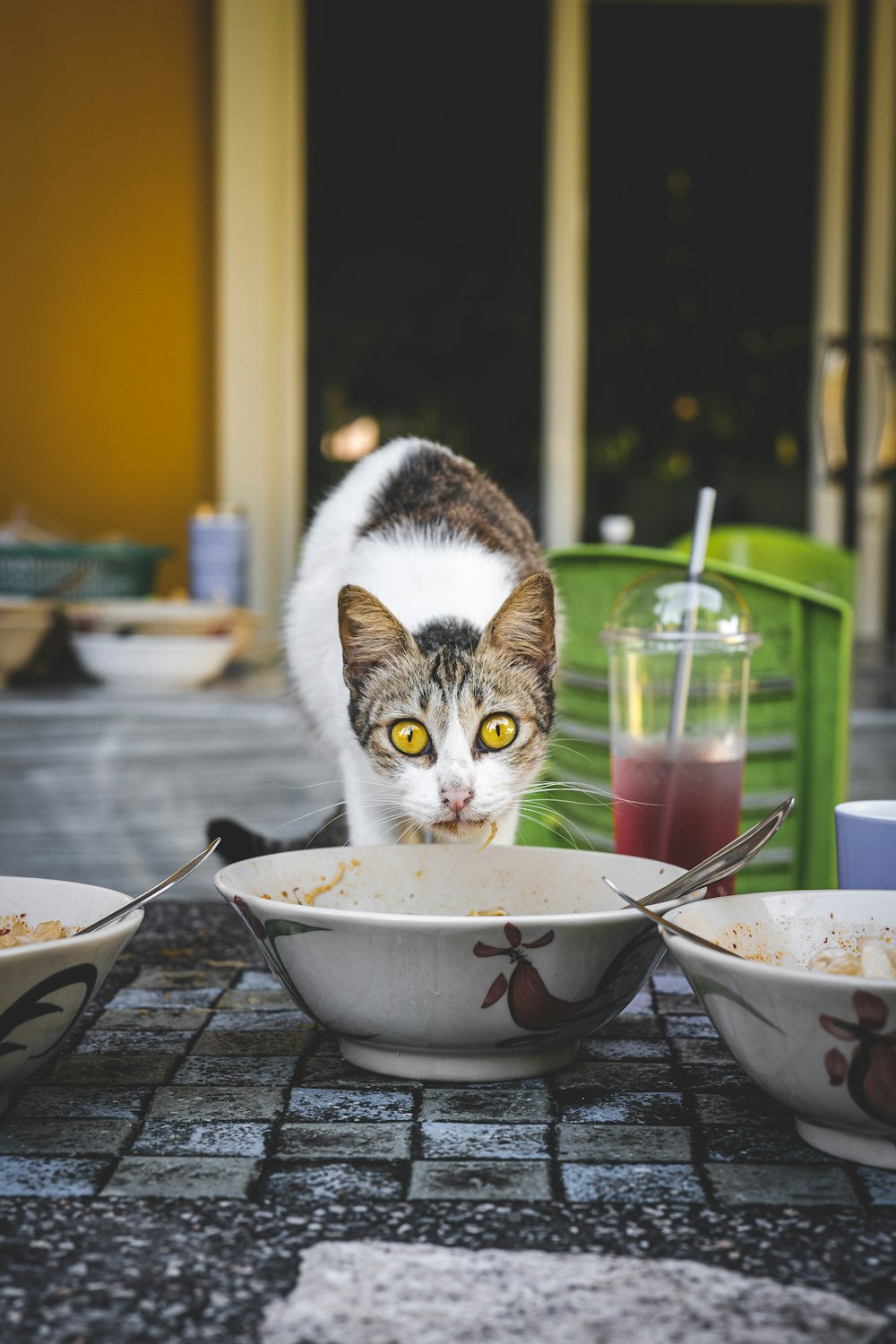 gato blanco y marrón en cuenco de cerámica negra