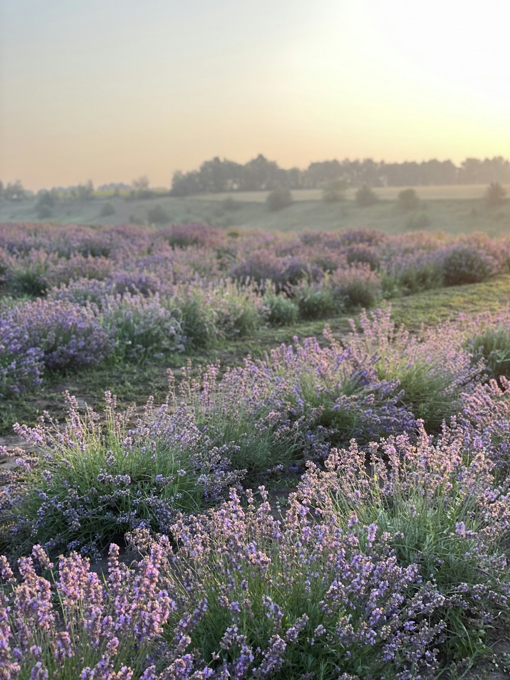 purple flower field during daytime