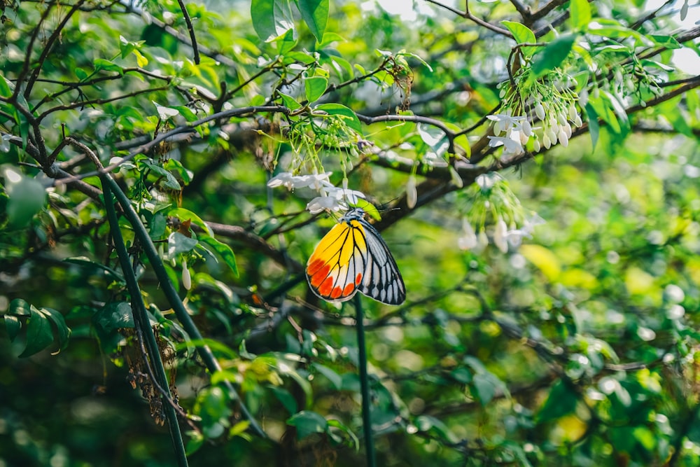 orange and black butterfly perched on tree branch during daytime