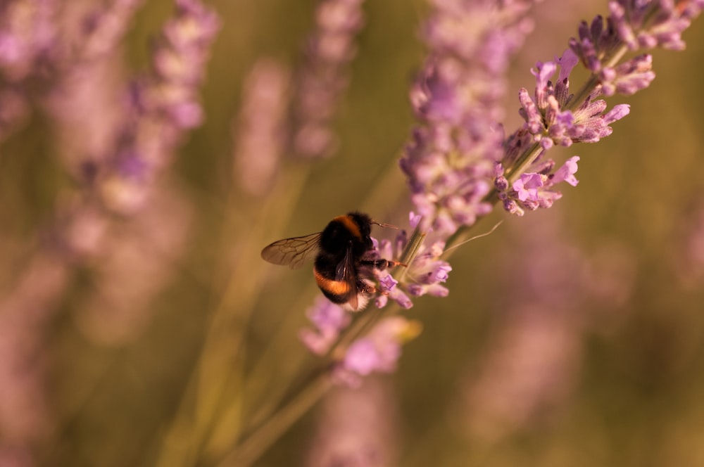 black and yellow bee on purple flower