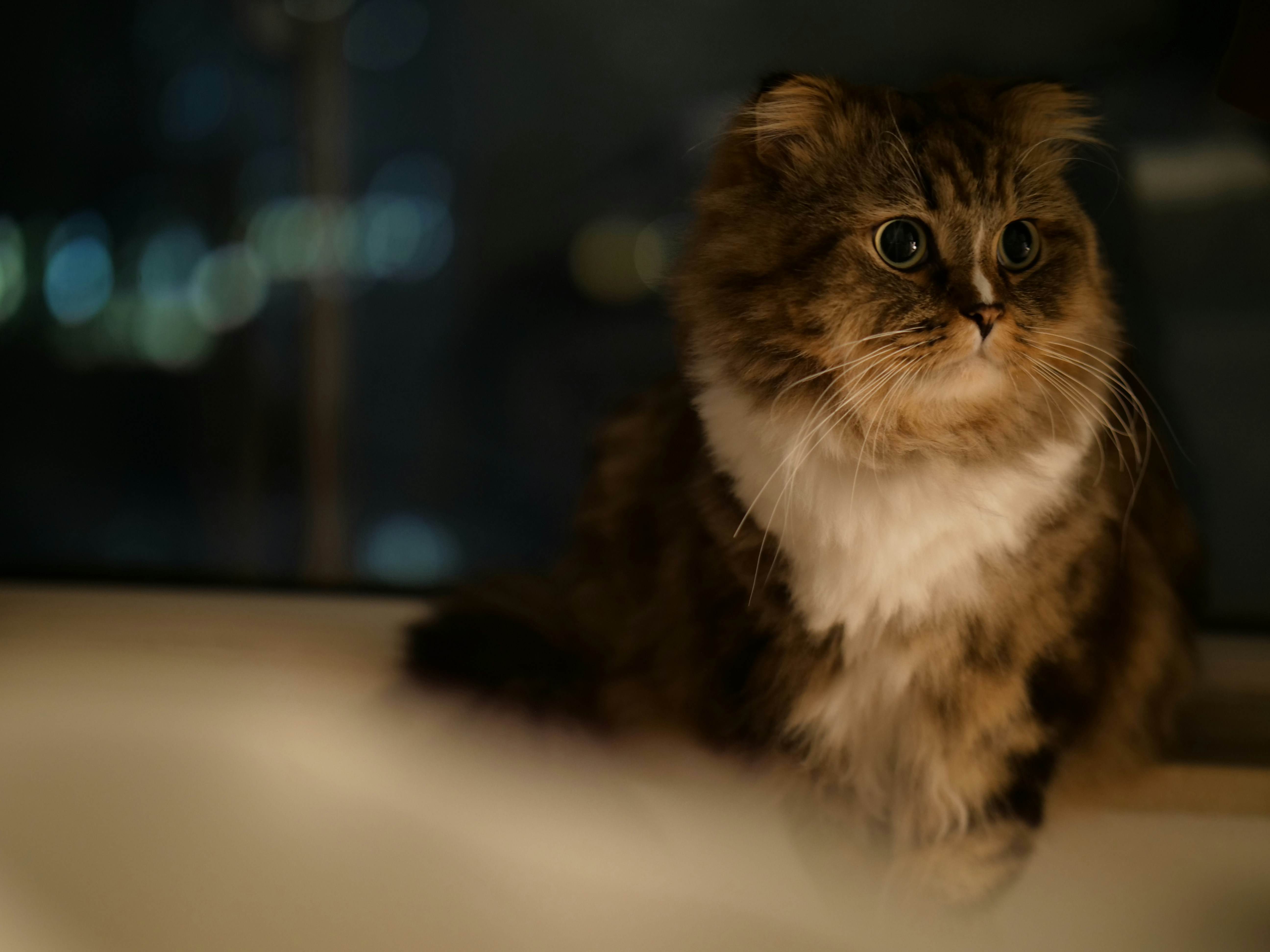 brown and white cat on white table