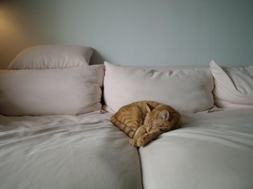 brown tabby cat on white couch
