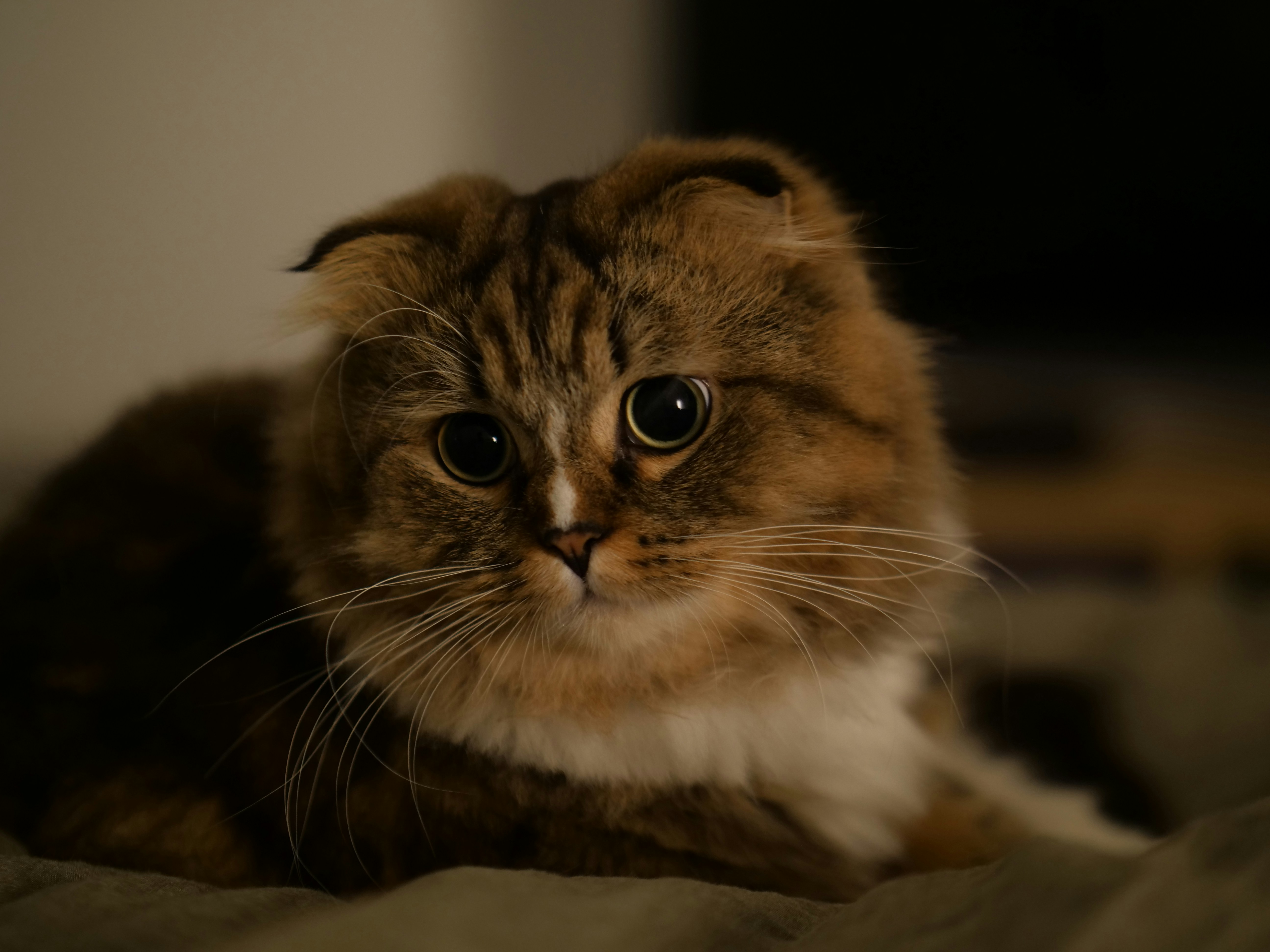 brown and white long fur cat