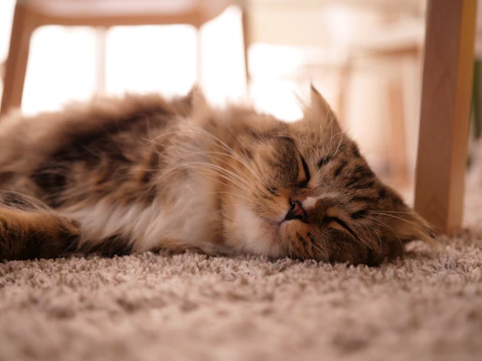 Gato sobre alfombra después de la limpieza de alfombras en Nicolás Romero
