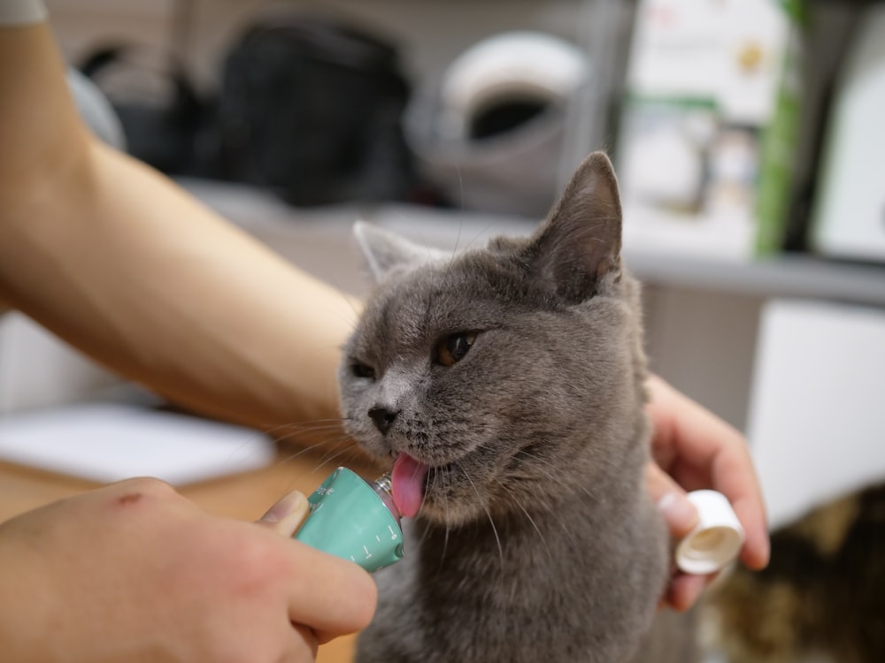 緑のペットボトルで飲む灰色の猫