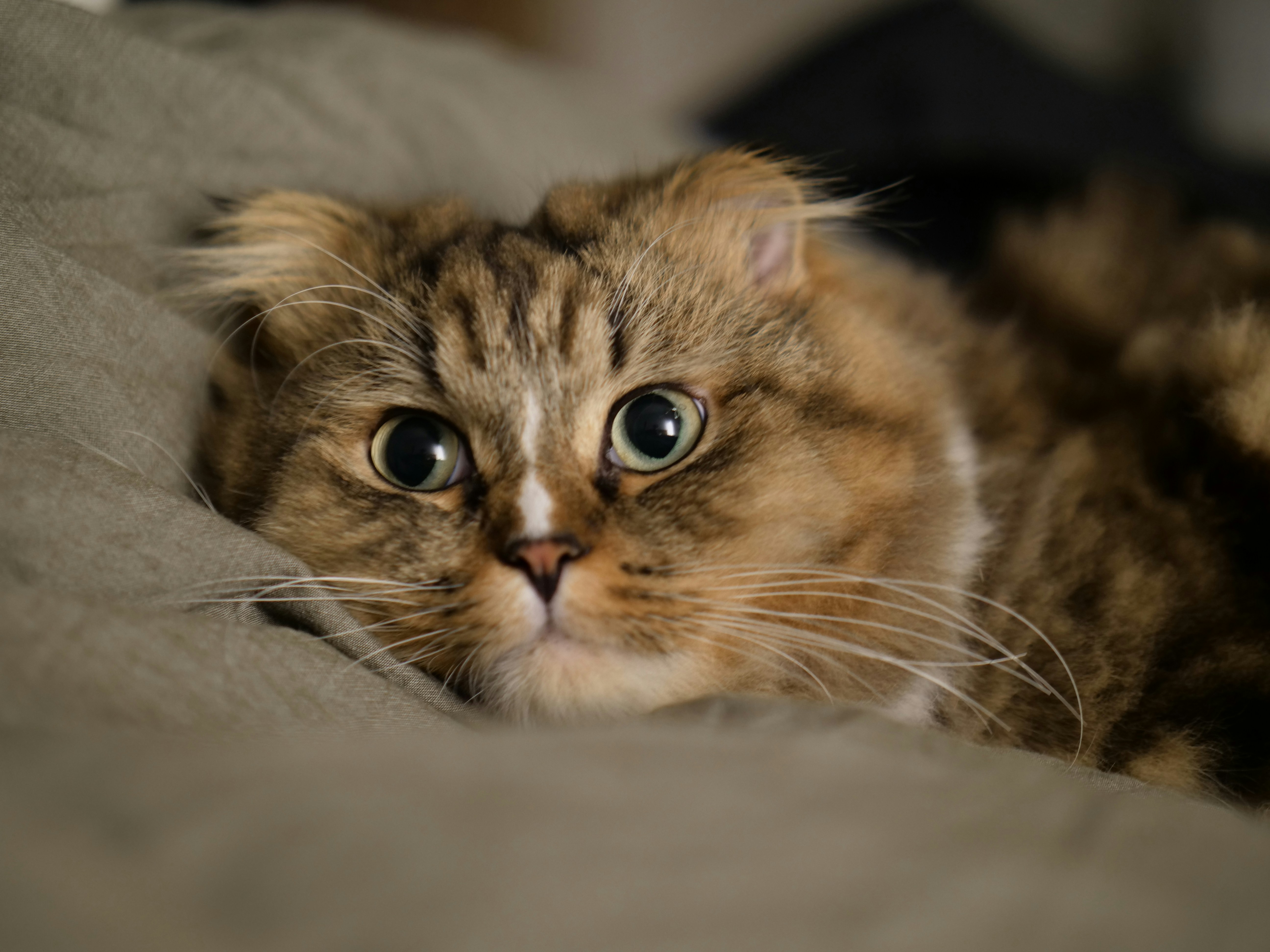 brown tabby cat lying on white textile