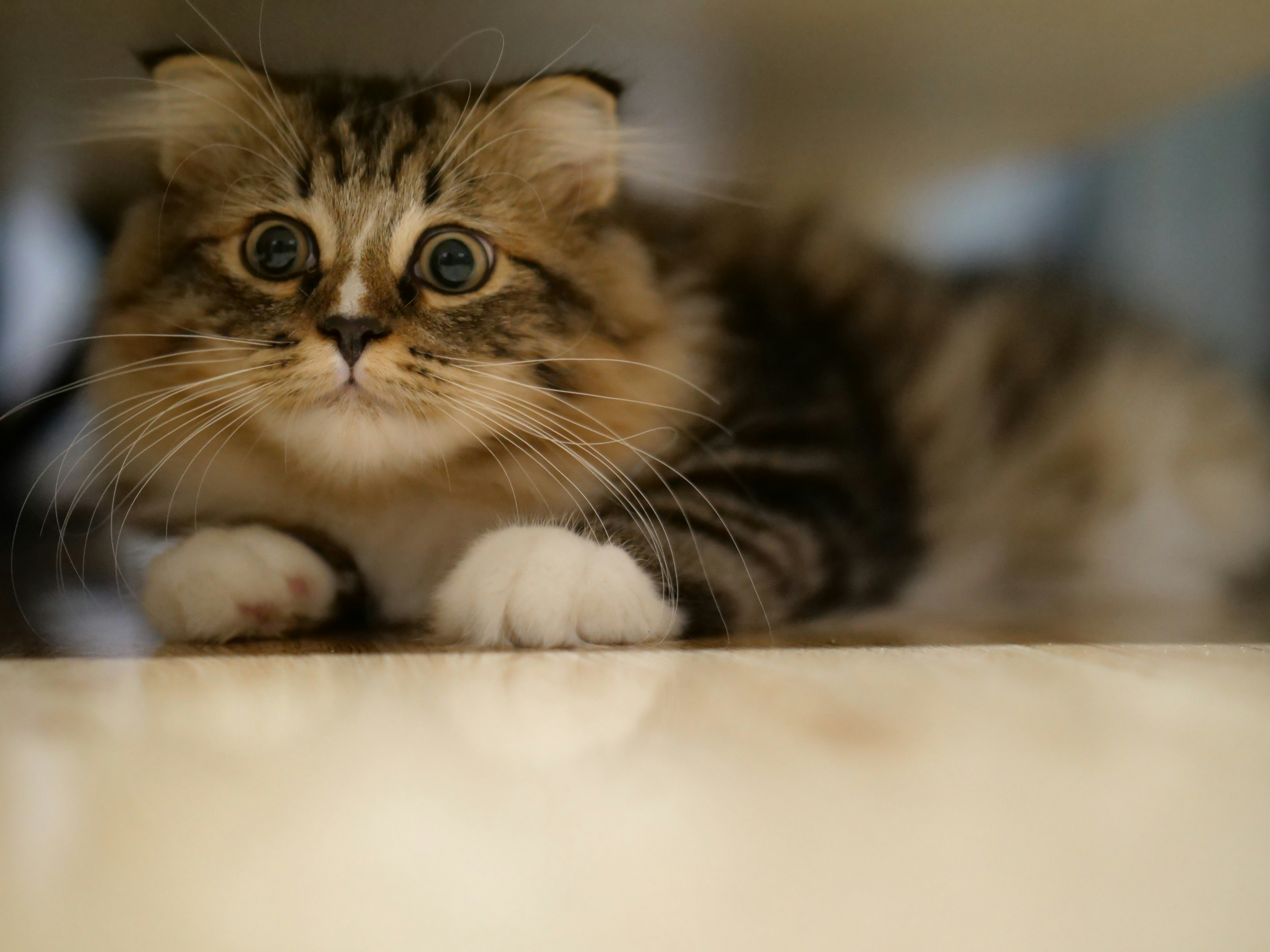 茶色と黒のぶち猫の写真 Unsplashで見つける猫の無料写真