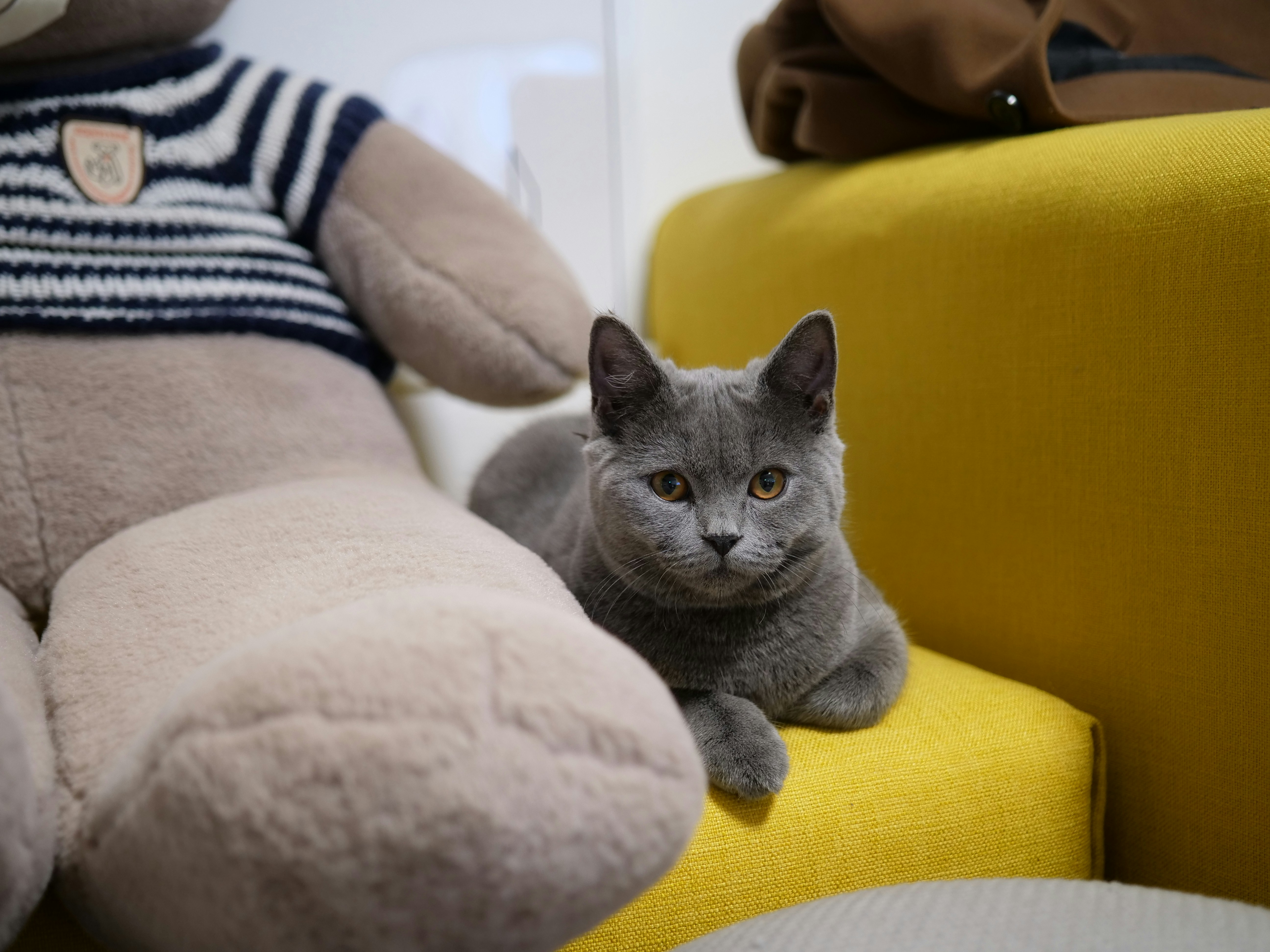 russian blue cat on yellow couch