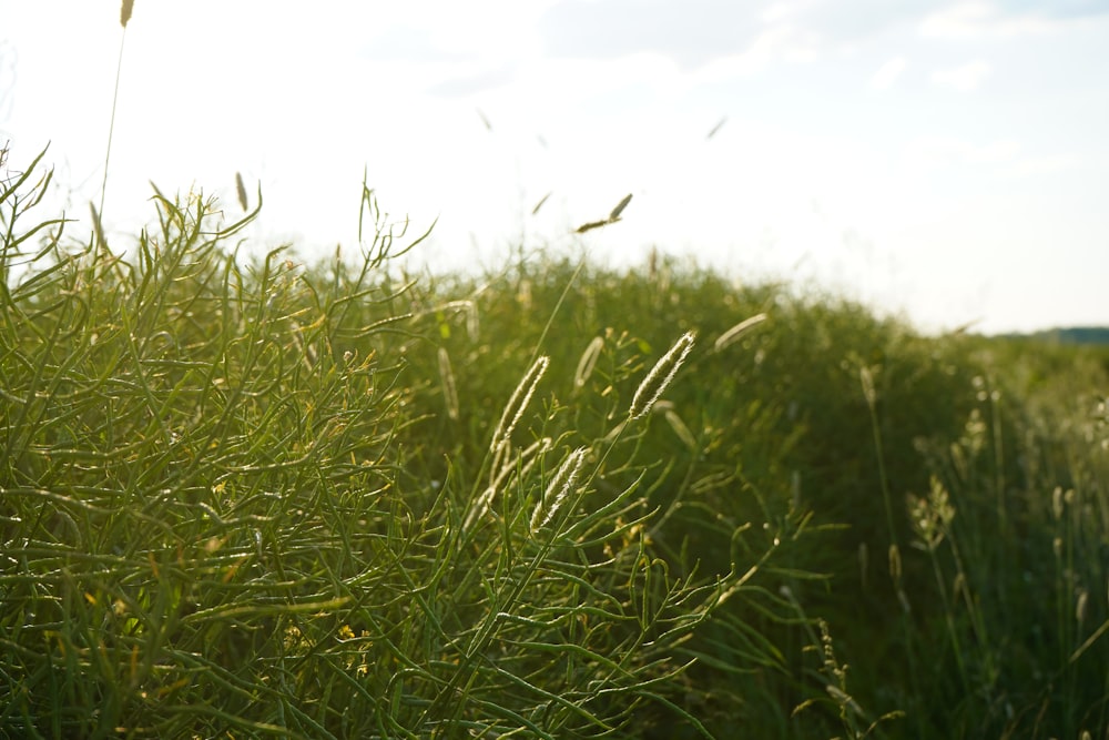 green grass field under white sky during daytime