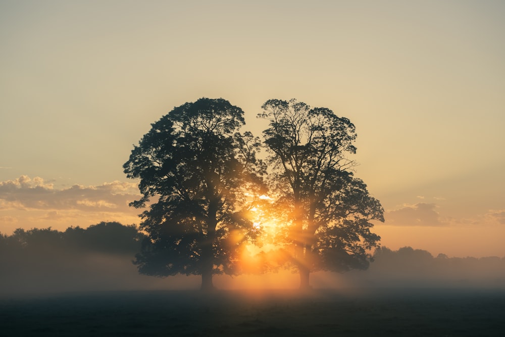 tree near body of water during sunset